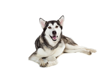 Alaskan Malamute sitting in front of white background