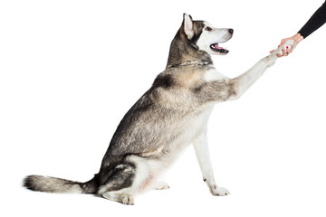 Alaskan Malamute sitting in front of white background
