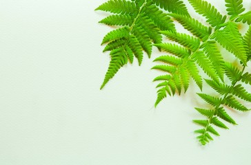 leaves fern with white background