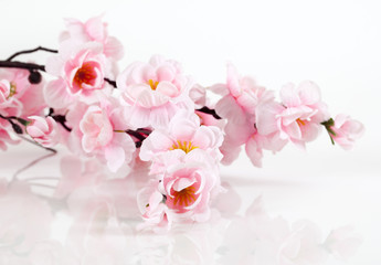Sakura on a white background