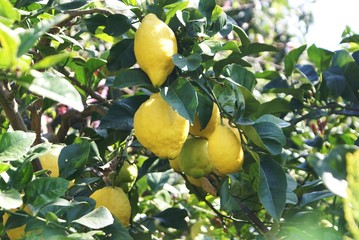 reife, gelbe Zitronen am Baum