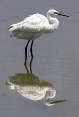 White bird, Little Egret (Egretta garzetta)