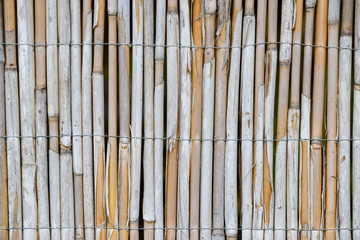 bamboo background