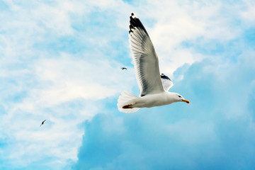 A seagull bird flying in the sky