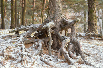 tree roots