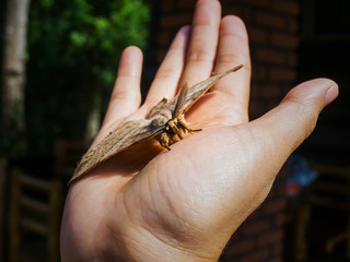 Obraz premium Night butterfly on hand