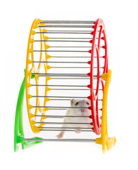 hamster running in a wheel