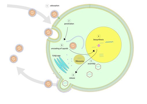 Replication Cycle Of A Virus