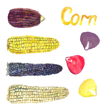 Corn ears variety (purple (red), yellow, black and white) and some seeds, isolated hand painted watercolor illustration