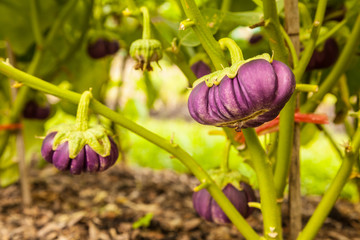 eggplant tree in garden