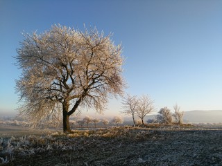 Frozen tree on a hill with frozen trees in the background