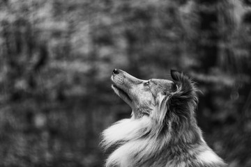 Shetland sheepdog dog looking up with blurry bokeh background.