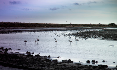 flamingos at sunset in a channel of Camargue