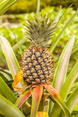 Fresh tropical pineapple .