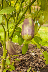 eggplant tree in garden