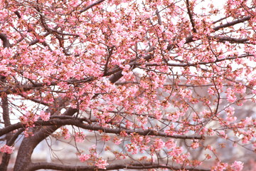 Fototapeta premium 河津桜の蕾と花弁