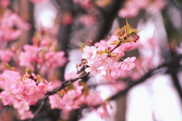 河津桜の蕾と花弁