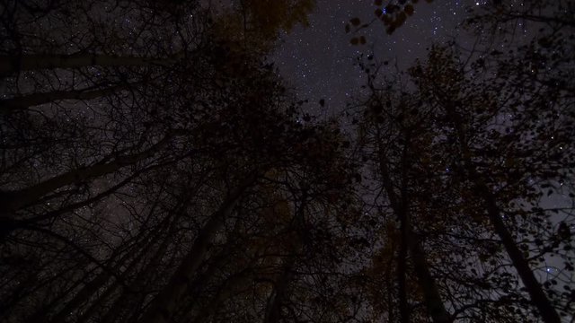 MoCo Astro Timelapse of Stars over Fall Foliage in Eastern Sierra