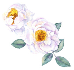White roses bush botanical watercolor drawing