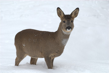 Rehgeiss im Schnee © MEISTERFOTO