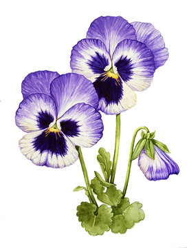 Pansy Flower Watercolor Illustration