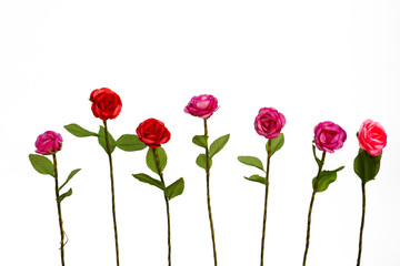 roses from cocoon isolate on white.