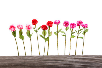 roses from cocoon isolate on white.