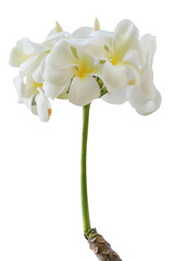Tropical flowers frangipani plumeria isolated on white