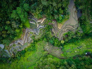 Fotobehang Uitzicht over de rijstterrassen van Tegalalang © shantihesse