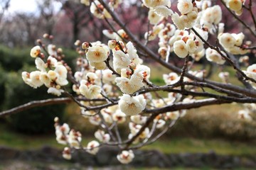 満開の梅
