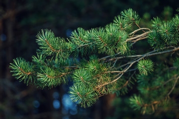 Conifer with flakes of the first snow. The branches of a pine tree. Long needles.
