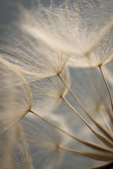 Dandelion seeds super macro. spring backgroud