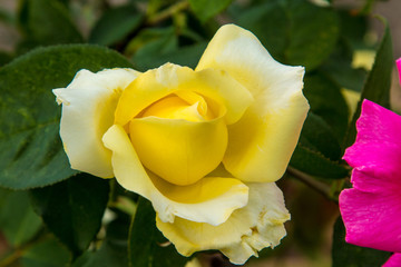 beautiful roses colurful (petals, leaves, bud and an open flower)