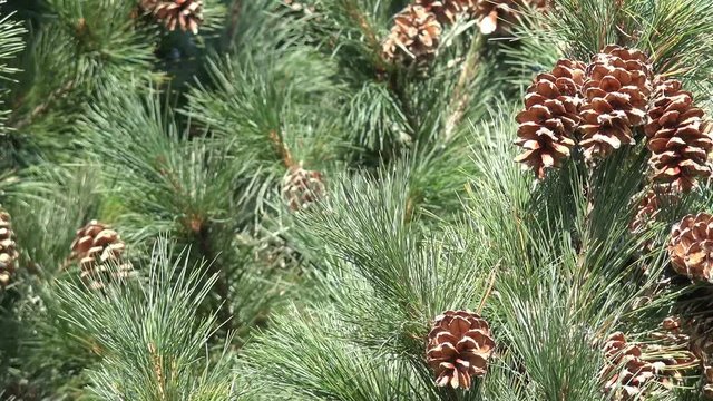 pinecone on pine tree 