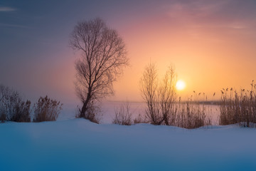 Colorful winter scene with coastline of snowy river, reeds and trees at dawn.