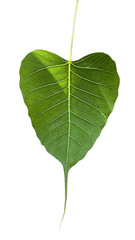 Fototapeta premium Bo leaves
