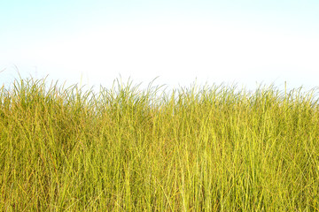 Grass isolated on white background.
