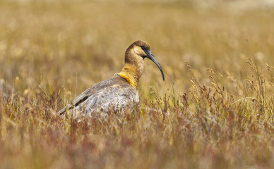 Ente im Gras / Dickicht