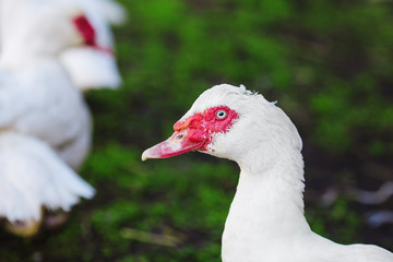 Musky duck or indoda on walk. White Muscovy bird
