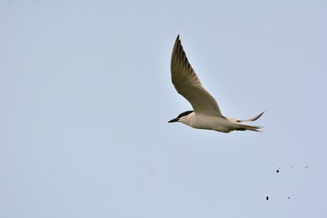 Common Gull-billed Tern (Gelochelidon nilotica), Greece