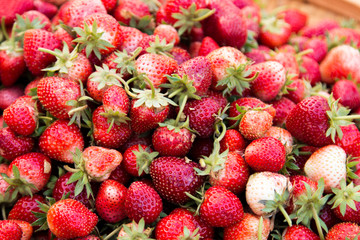 Strawberry berries fresh from the tree.