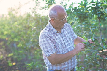 Fototapeta premium Senior man examining the apple production in his orchard.