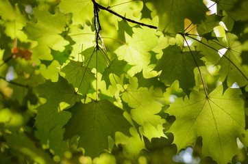 Осенние кленовые листья