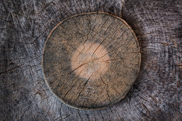 Tree trunk cross section with tree rings. Background texture of natural wood. template for design. top view