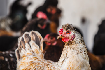 Motley chicken with red comb looks in frame
