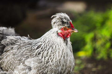 Chicken head with tuft. Silver-gray tint by Legbar breed