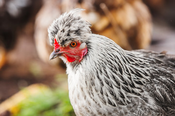 Chicken head with tuft. Silver-gray tint by Legbar breed