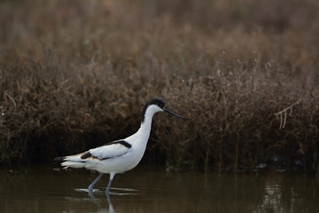 Pied Avocet (Recurvirostra avosetta), Greece