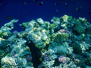 Naklejka na ściany i meble Sharm el Sheik Reef / Wonderful views of the reef dh Sharm el Sheik, including fish and beautiful corals, fleeing the monotony of work and the city