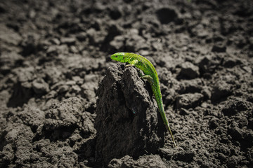 Bright green lizard close-up on ground